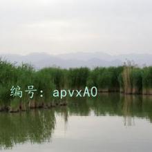 Ͻ
