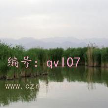 ƻ