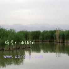 α