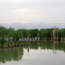 α