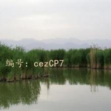 ḻ